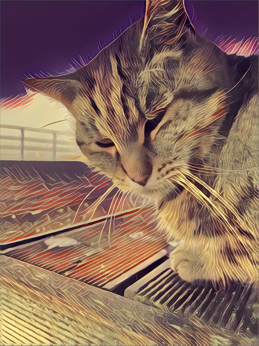 cat-photo