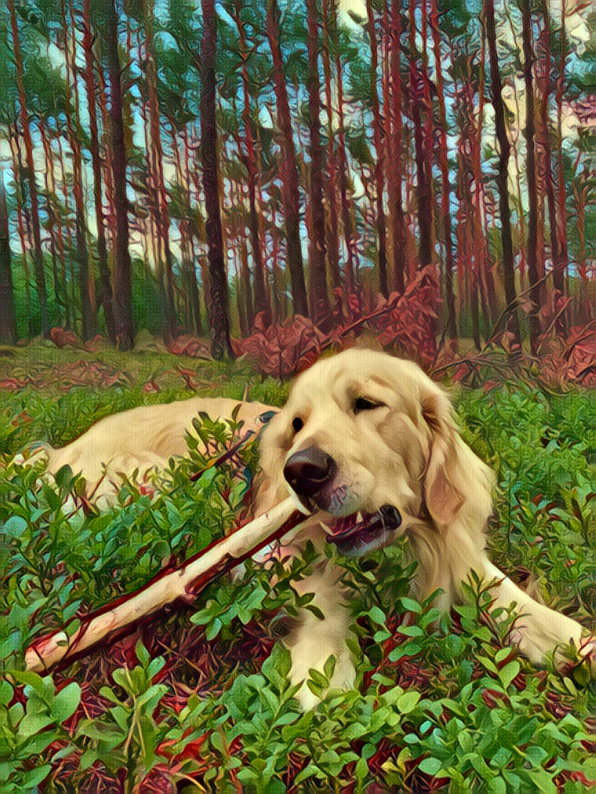 dog1-photo
