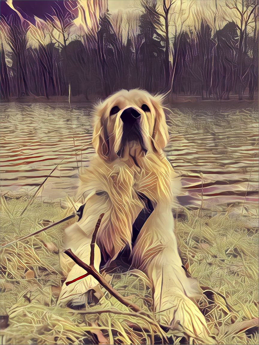 dog2-photo