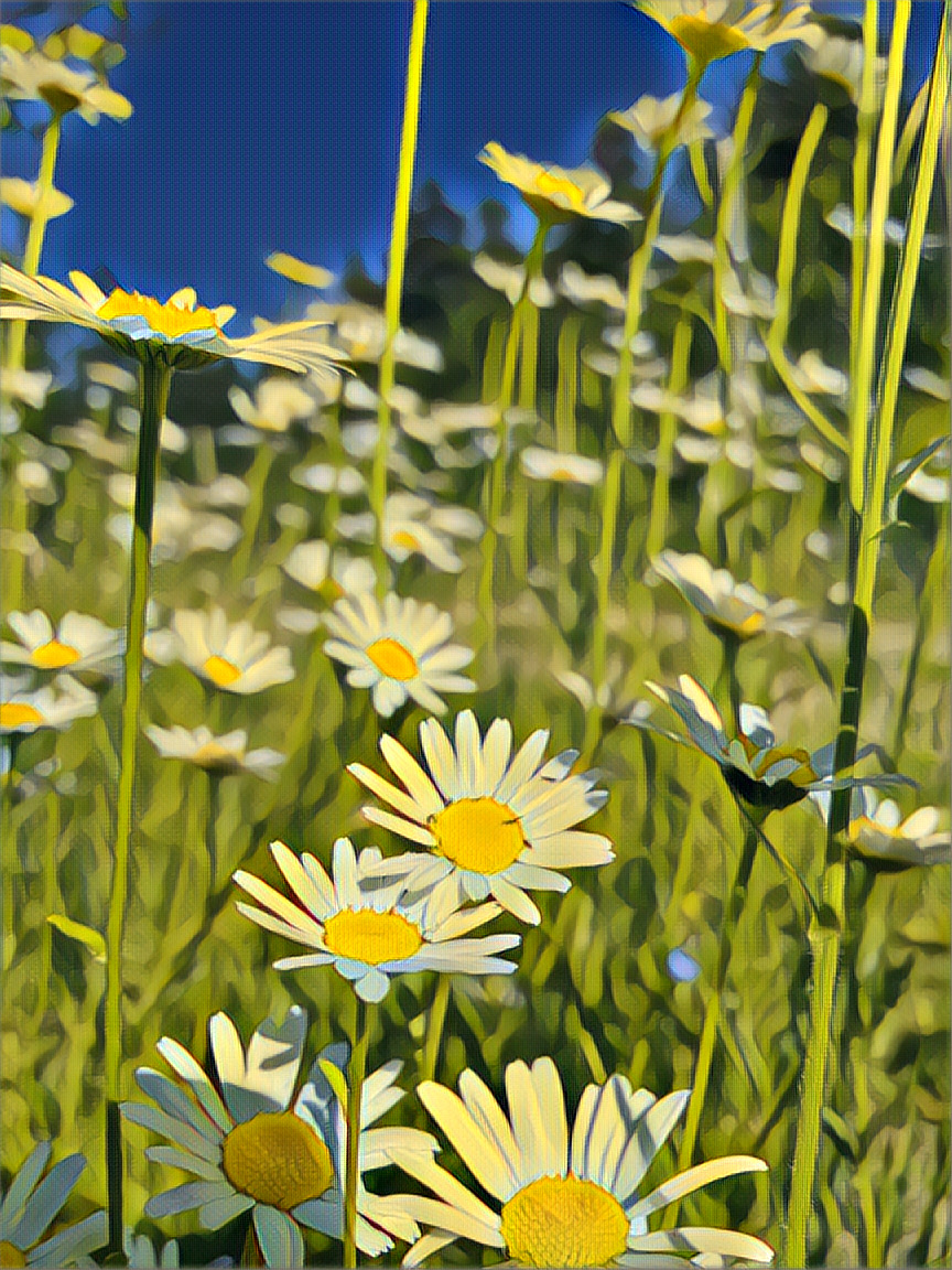 flowers-photo