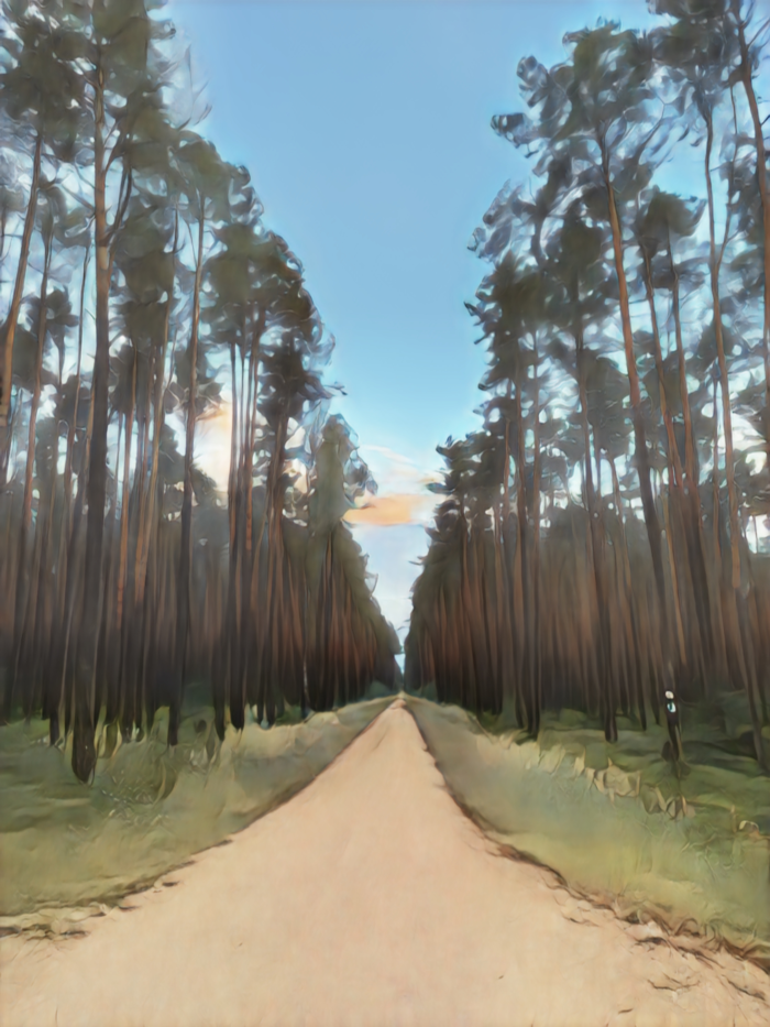 forest-photo