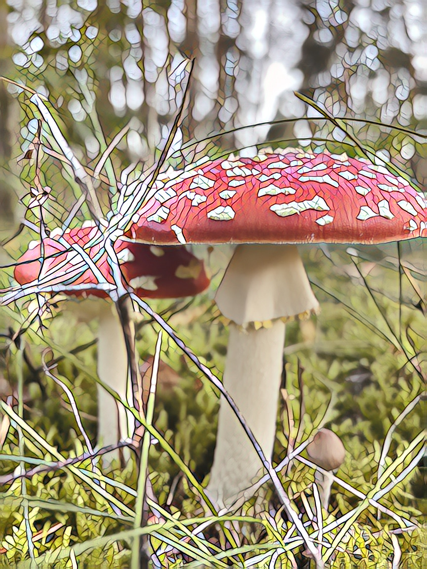 toadstool-photo